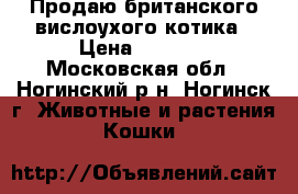 Продаю британского вислоухого котика › Цена ­ 2 000 - Московская обл., Ногинский р-н, Ногинск г. Животные и растения » Кошки   